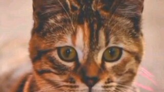 *the talking cat###