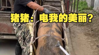Pig Pig: Humans are attracted by my beauty?