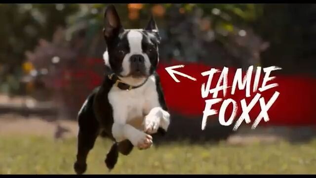 Strays watch full moive free link in description