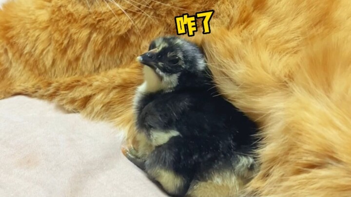 This little one was literally born right under the cat’s watchful eyes!