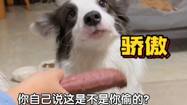 Chó chăn cừu xứ Wales có thể mắc lỗi, nhưng nhất quyết không bao giờ nhận sai