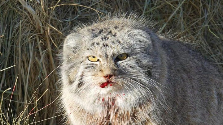 สัตว์เหล่านี้ยังมีทางรักษาอยู่ไหม? รีบมาดูกันเลย!