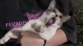 Cat: "You darn biped, let me go! The rubber band is stuck in my teeth!"