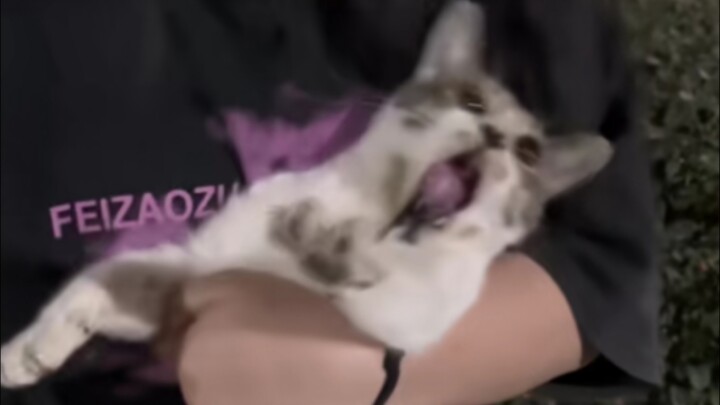 Mèo: "Con thú hai chân đáng ghét, buông ta ra, dây thun chui vào răng rồi!"