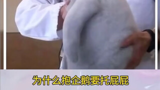 Why do you need to hold the butt when holding a penguin?