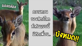 รวมคลิปตลกๆ : มีเพื่อนเเบบนี้ต้องเลิกคบ!!