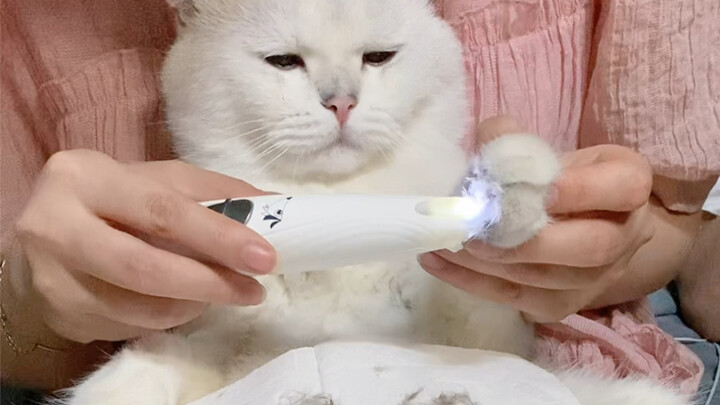Shaving the Toy Cat's Paws