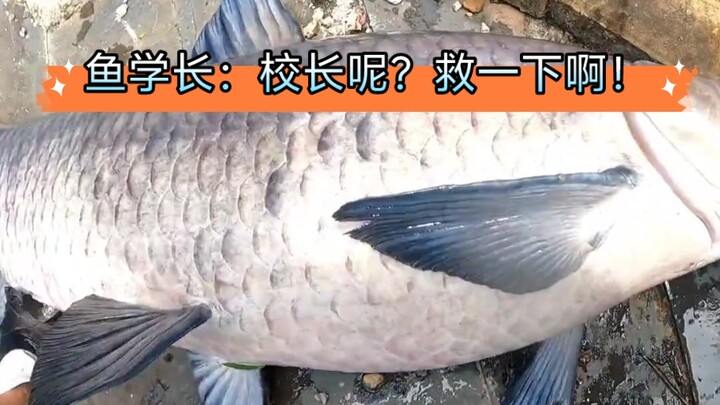 Chết thật, vừa câu được một đàn anh nặng mấy chục cân luôn!