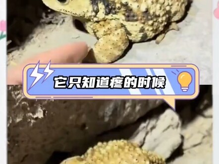 The toad's scientific names are "Bufo gargarizans" and "Bufo magnifica."