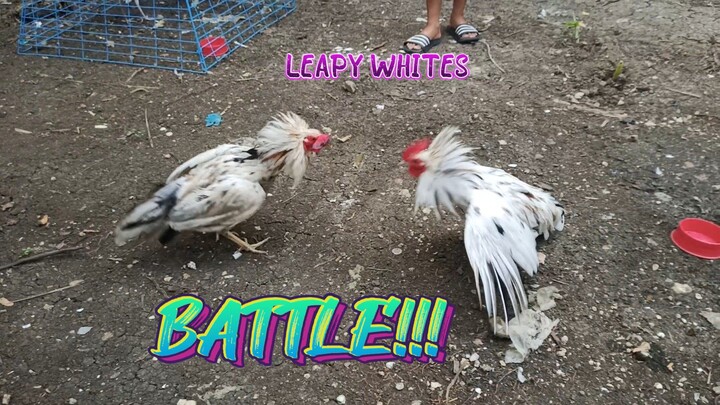 Spar! Leapy Whites Full brothers. 5 month old.   JRP GAMEYARD