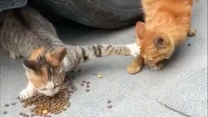 Con mèo này cứ giữ đồ ăn khư khư