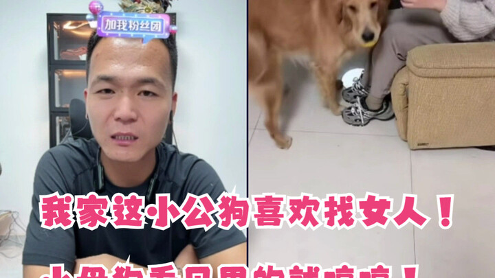 Anjing jantan kecilku suka mencari wanita!