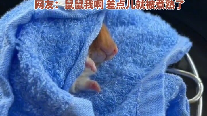 Chuột chuột tôi này, suýt nữa thì bị luộc chín rồi!