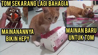 Subhan Allah Kucing Tom Dapat Mainan Baru Bahagia Banget..!