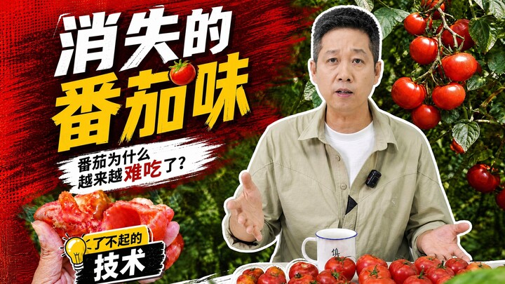 Mengapa tomat yang seharusnya enak jadi tidak berasa? Apakah rasa tomat yang hilang itu akan kembali