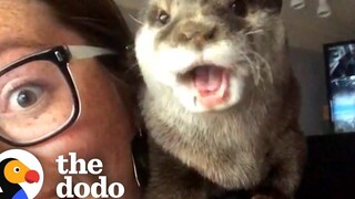 นากกู้ภัยมีวิธีที่สนุกที่สุดในการขอขนมจากคนที่เขาชอบ โดโด้