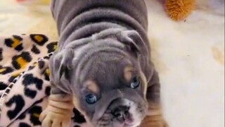 ما مدى جاذبية عواء الجراء الصغيرة... بعد مشاهدتها، أي منها ترغب في اقتنائه أكثر؟