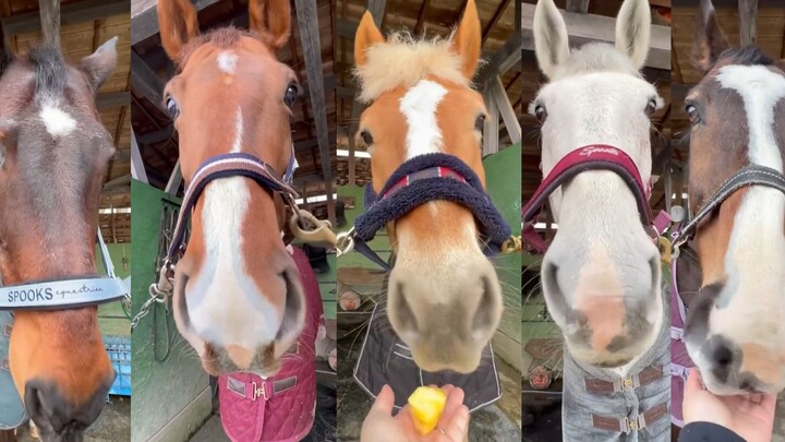 Thái độ của các chú ngựa khác nhau trong trang trại đối với quả dứa