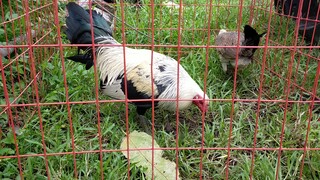 hatch grey broodstocks.. from sir rain marques of andraste gf lipa batangas