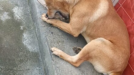 ฟันสุนัขฝังอยู่ในกระดูก