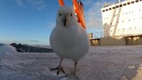 [Hewan] Seekor Burung di Antartika