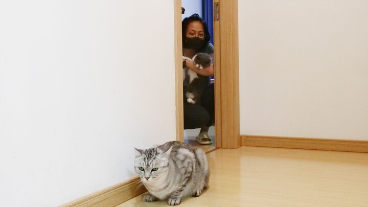 Isolation test on three cats: one cat is left in the living room while the owner and the other cats 
