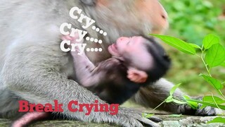 Break Crying, Newborn Baby Monkey​Jinx​ Cry.. Cry.. Because Hungry, Monkey Jade Tired Let Baby Cry