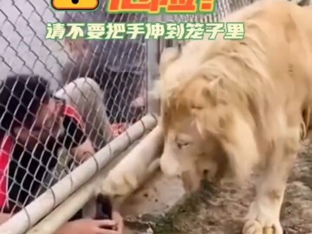 الأسد: يرجى المشاهدة بشكل لائق، ولا تُدخل يدك إلى الداخل