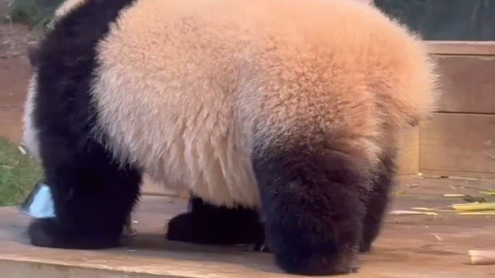 Huibao has gained ten pounds
