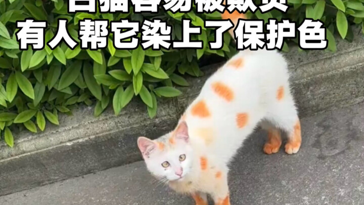 แมวน้อยสีขาวมักถูกรังแก มีใครช่วยให้มันกลายเป็นสีพรางตัวหรือเปล่า?