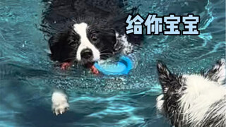 怎么会有这么宠妻的小狗啊…