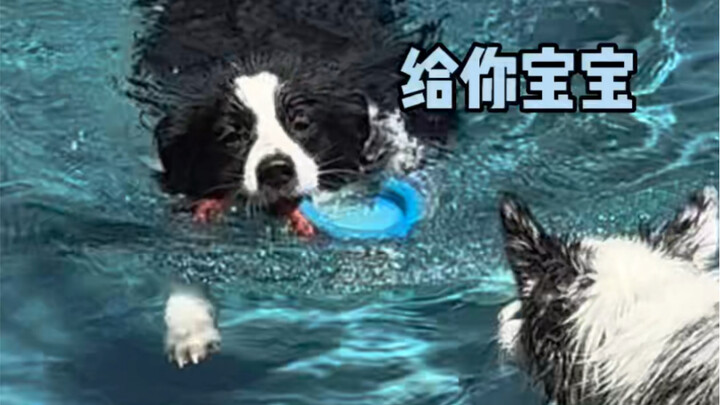 怎么会有这么宠妻的小狗啊…