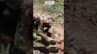 anaconda attack #shorts