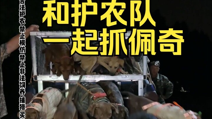 野猪泛滥？和专业的护农队一起狩猎，看看今晚能拿下几只佩奇！！