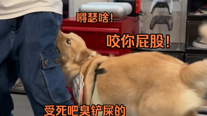 ไอ้บ้า! อย่ามั่นหน้าเกินไปนะ! โดนกัดก้นทะลุแน่!