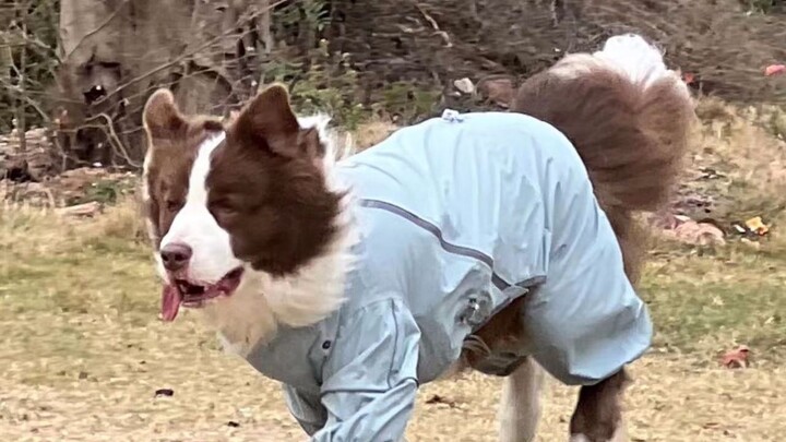 This cute little dog just has slightly small eyes.