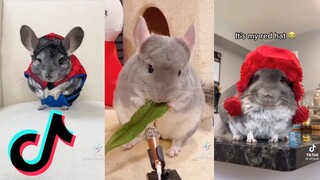 Cute and Funny Chinchillas of TikTok #2