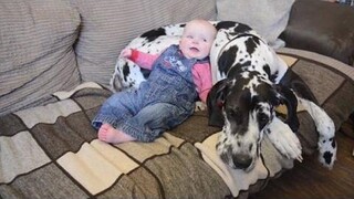 Big Dog เล่นกับลูก - Great Dane Dogs และ Babies เล่นด้วยกันวิดีโอรวบรวม ใหม่ HD