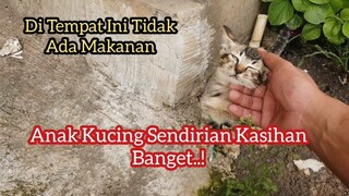 Anak Kucing Liar Sedih Di Tinggal Induknya | Kasihan Banget Jarang Makanan Di Tempat Ini..!