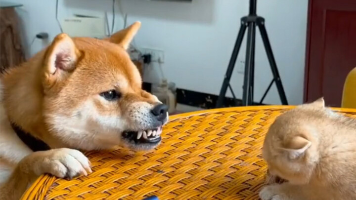 “Iri hati membuat anjing kehilangan wajah aslinya”