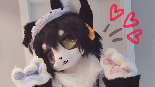 【Elo Sand/fursuit】A bit nervous bread maid dog
