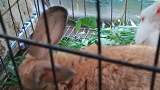 the Rabbits