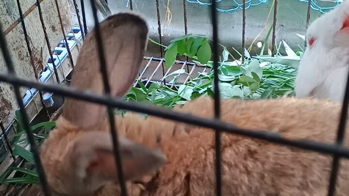 the Rabbits