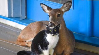 When your cat brings home a friend 🤣