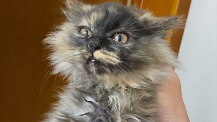 Những hạt dẻ nổ tung và những hạt dẻ bị cháy xém đã được nhận nuôi, từ nay chúng đã có nhà rồi!