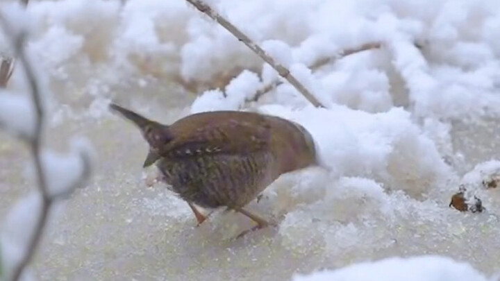 The weather’s cooled down—little birds have sprouted on the trees!