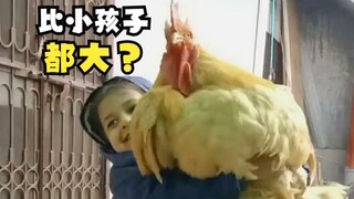 这种巨型鸡的祖先竟然出自我国？
