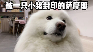 سَامُو صغير مسحور من قِبل خنزير صغير!