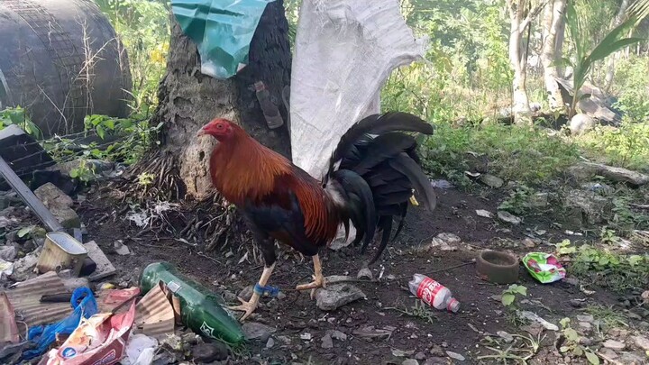 Brood cock (pula)                         VS                                      Bullstag (buyugin)