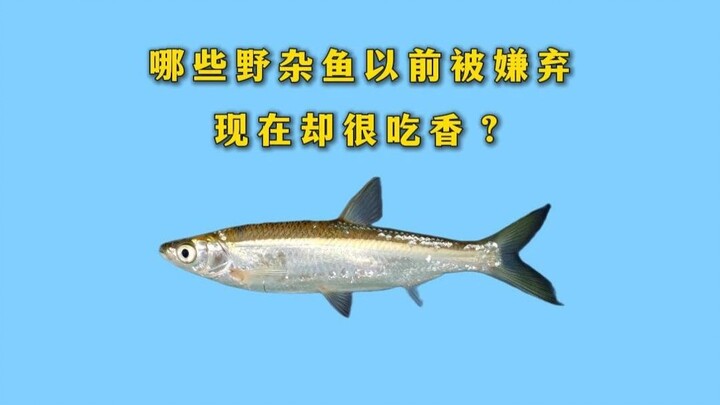 Ikan liar yang dulu diremehkan, sekarang malah sangat laris—kamu kenal berapa jenis?